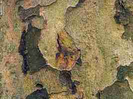 Foto textura da casca do sicômoro oriental platanus orientalis em latim