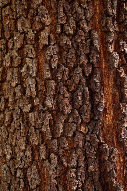 Textura da casca e fundo de um velho tronco de abeto Textura detalhada da casca Fundo natural