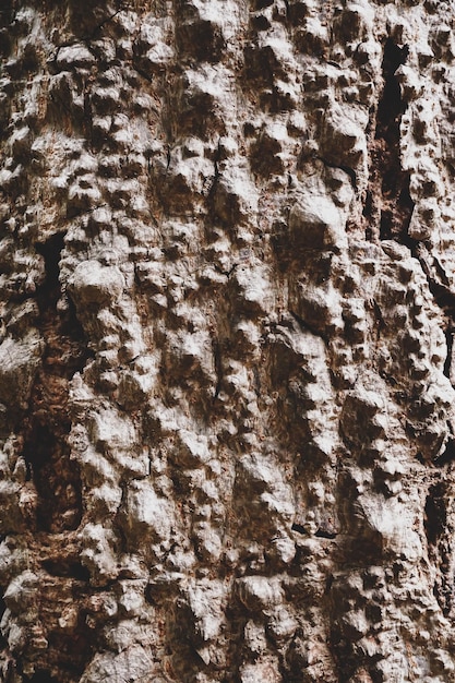 Textura da casca na floresta. banco de imagens em close.