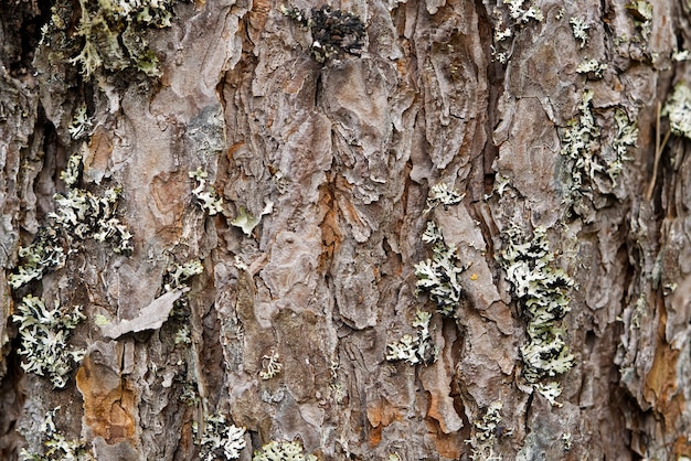 Textura da estrutura natural da casca do pinheiro nórdico do fundo da casca do pinheiro