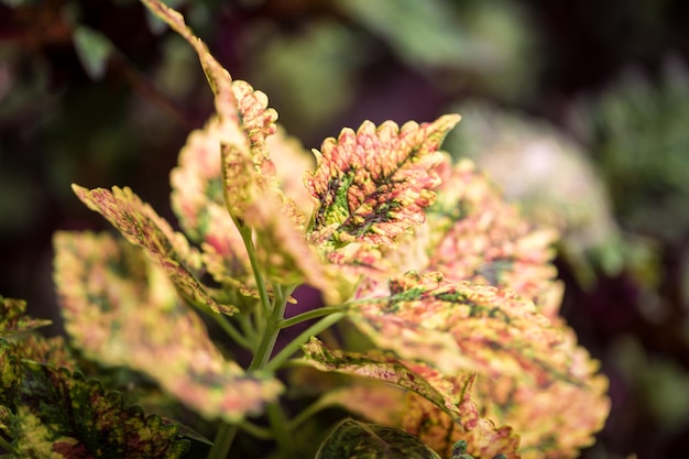 Textura da folha de Coleus Urtiga tingida Coleus blumei Plectranthus scutellarioides Solenostemon scutellarioides Fechar o fundo