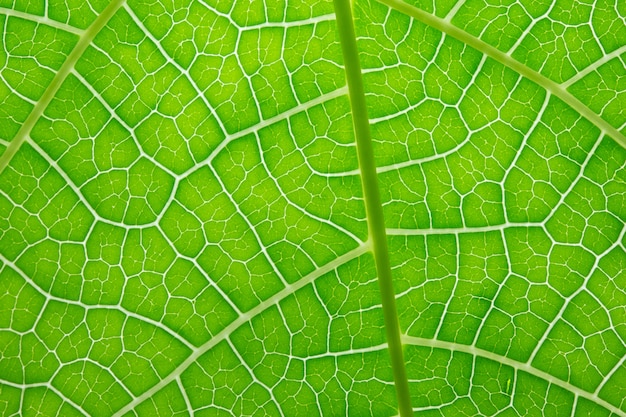 Textura da folha, macro