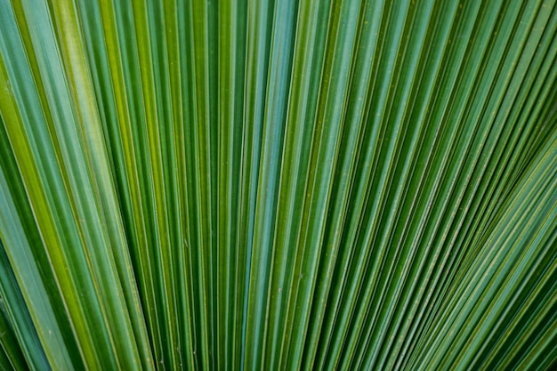 textura da folha verde