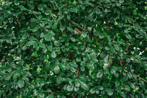 Textura da folha verde.