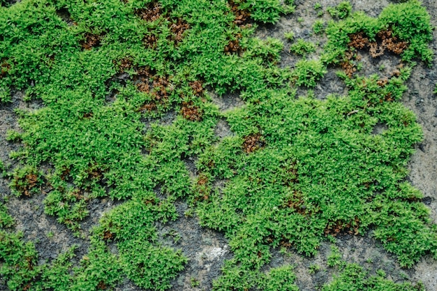 textura da folha verde.