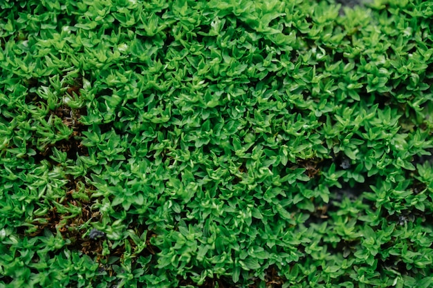 textura da folha verde.