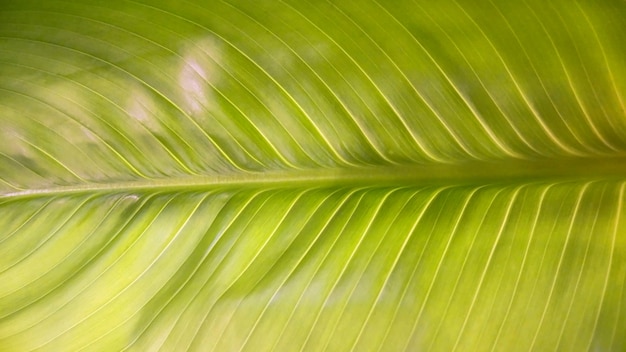 Textura da folha verde