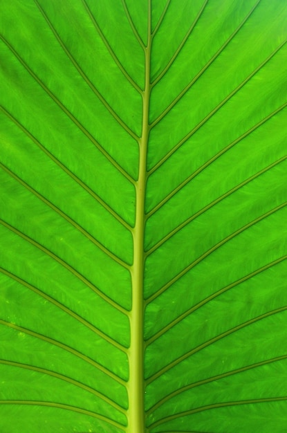 textura da folha verde