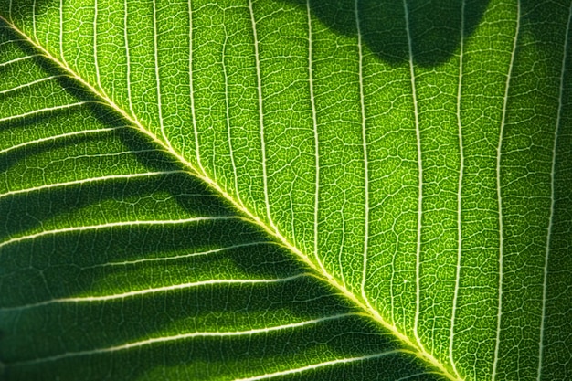 textura da folha