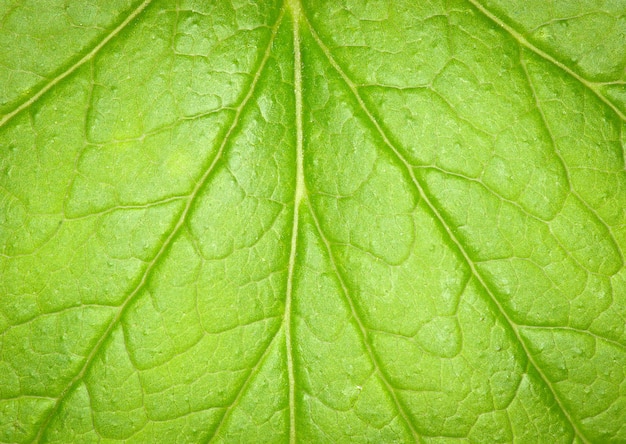 textura da folha