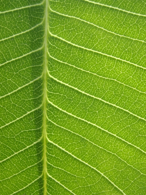 Textura da folha