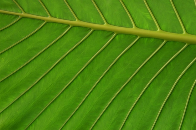 Textura da folha