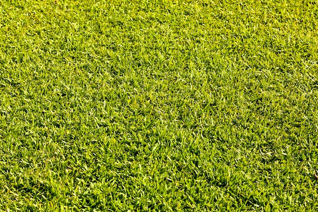 textura da grama verde para o fundo