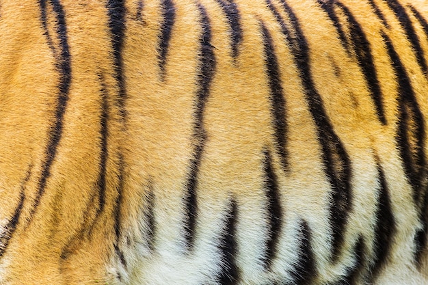 Textura da pele de tigre real