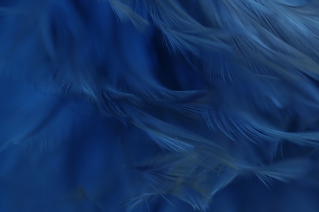 Textura da pena das galinhas do pássaro do borrão para o fundo, fantasia, sumário, cor macia do projeto da arte.