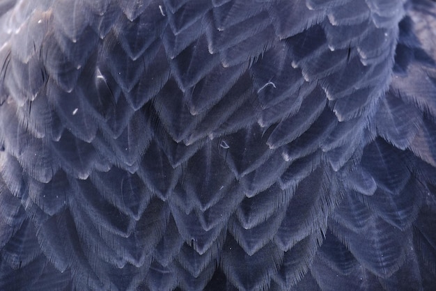 Textura da plumagem da águia de peito preto Geranoaetus melanoleucus mostrando seus belos padrões