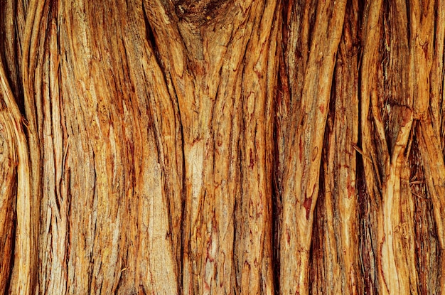 textura da superfície da árvore