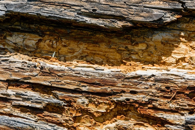 Textura da tora danificada por pragas da madeira. Padrão de madeira para o fundo