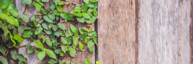 Textura da velha cerca de madeira e banner de plantas de chicote de formato longo