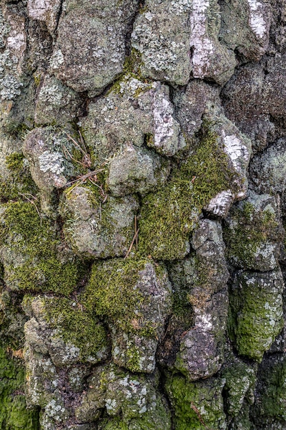 Textura de alívio de casca de bétula com musgo e líquen