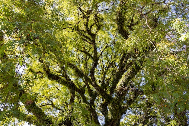 Textura de árvore com folhas verdes