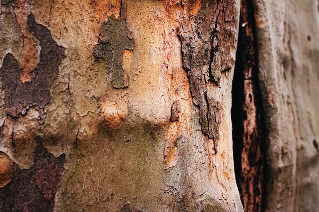 Textura de árvore de madeira natural como ambiente de fundo de madeira e natureza close up