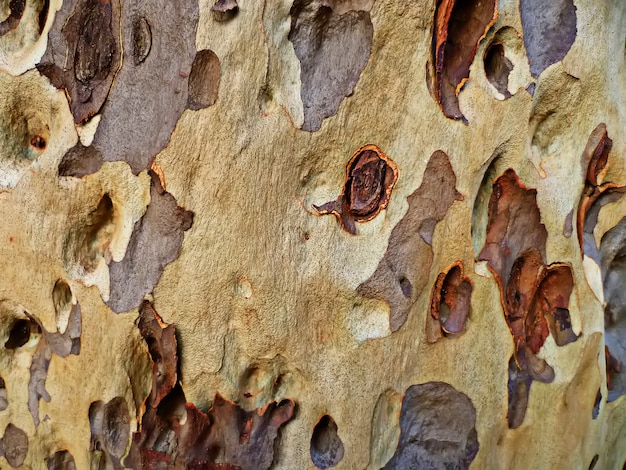 Textura de árvore mudando sua casca