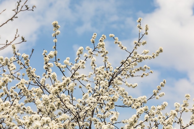 Textura de árvores floridas na primavera.