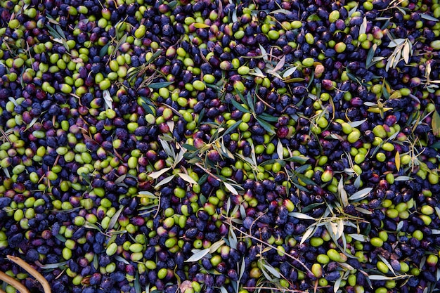 Textura de azeitonas na colheita no Mediterrâneo