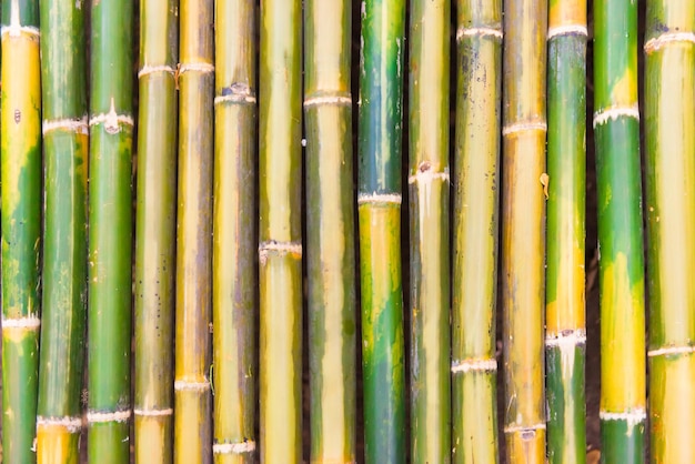 Textura de bambu verde como plano de fundo