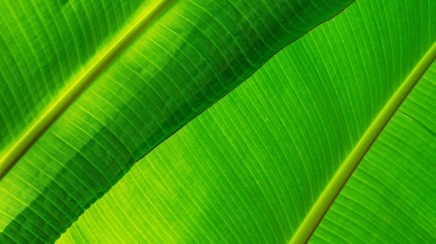 Textura de banana folha verde com sombra turva