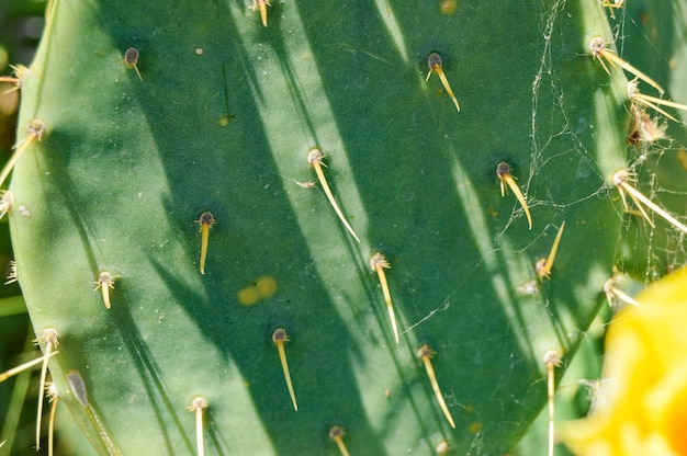 Textura de cacto de pera espinhosa com agulhas, crescendo no parque, ao ar livre, close-up.