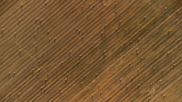 Textura de campo agrícola com vista superior de rolos de feno