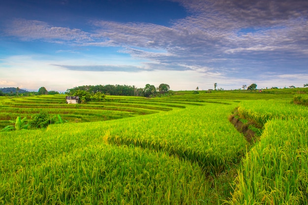 Textura de campo de arroz com terraços de arroz verde