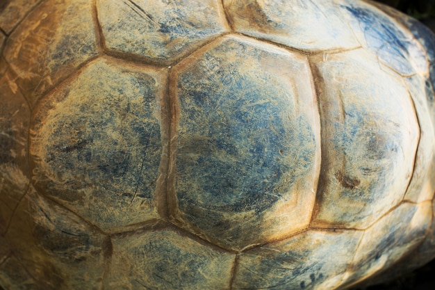 Foto textura de carapaça de tartaruga.