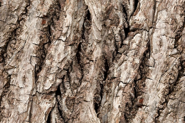 Textura de carvalho, close-up de casca de carvalho