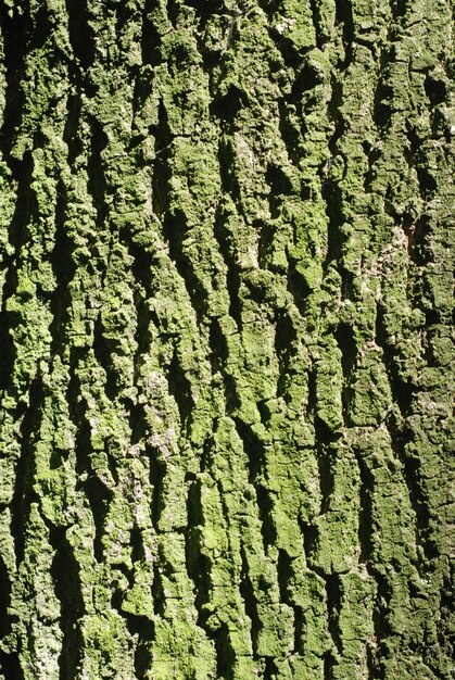 Textura de casca, close-up