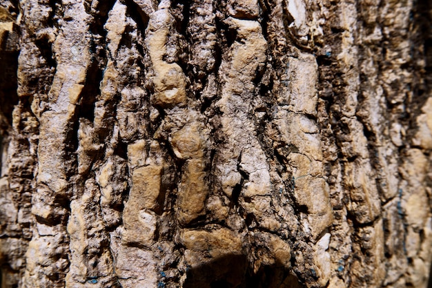Textura de casca de árvore close-up como um fundo de madeira