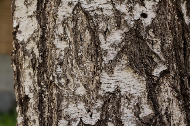 Foto textura de casca de árvore de casca de bétula