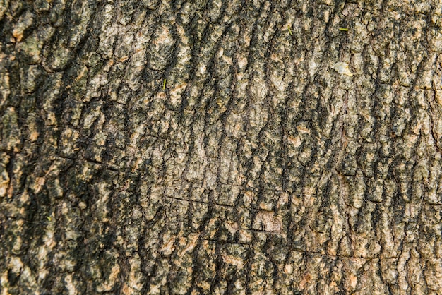 Textura de casca de árvore é fundo