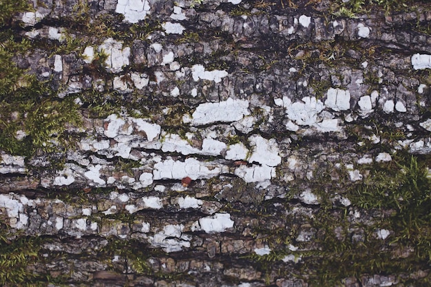 Textura de casca de árvore na floresta de perto