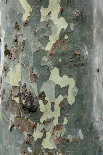 Textura de casca de árvore plana em cores cáqui