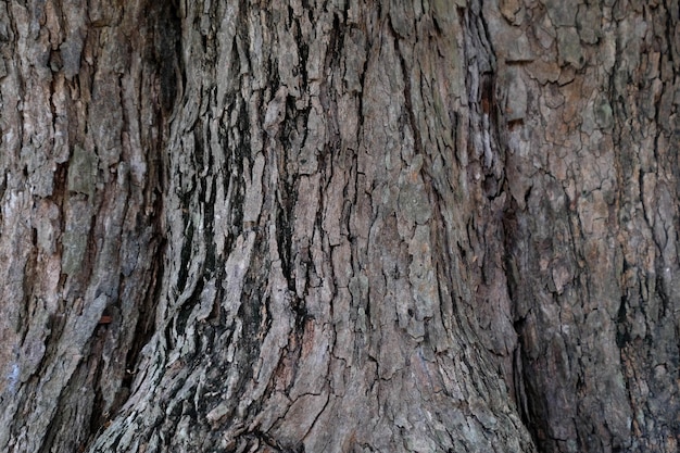 Textura de casca de árvore Árvore velha