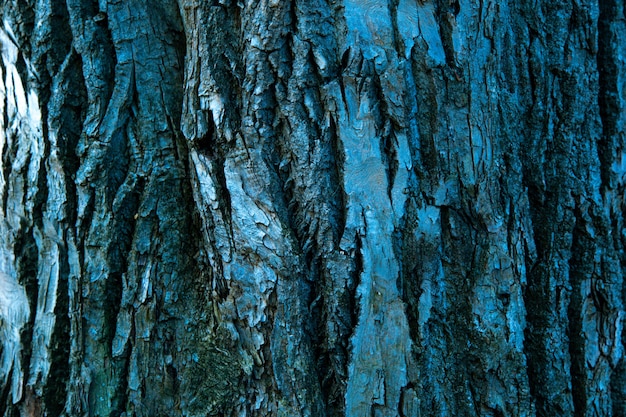 Textura de casca de árvore seca