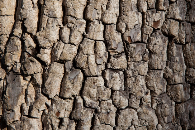 Textura de casca de árvore velha. Fundo de madeira. Árvore de caqui americano ou Diospyros virginiana