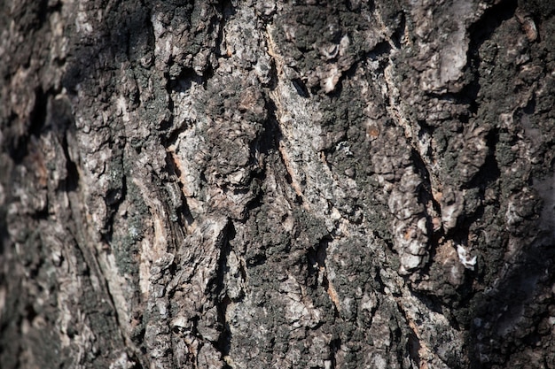 Textura de casca de árvore