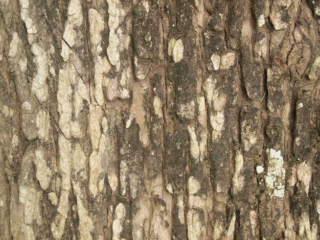 Textura de casca de árvore