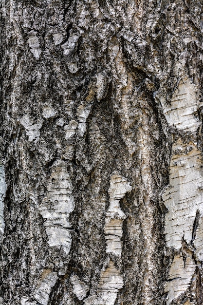 Textura de casca de bétula em relevo As cores primárias são cinza e preto