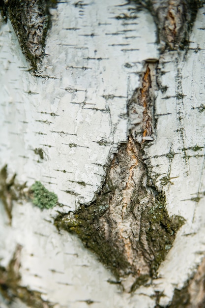 Textura de casca de bétula fechada verticalmente para o fundo