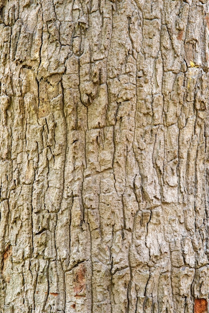 Foto textura de casca de madeira bacground